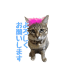 わがままお嬢  ちゃこ（個別スタンプ：2）