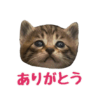 わがままお嬢  ちゃこ（個別スタンプ：3）