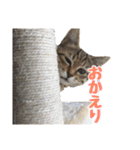 わがままお嬢  ちゃこ（個別スタンプ：6）