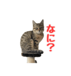 わがままお嬢  ちゃこ（個別スタンプ：7）