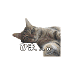 わがままお嬢  ちゃこ（個別スタンプ：11）