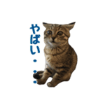 わがままお嬢  ちゃこ（個別スタンプ：14）