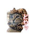 わがままお嬢  ちゃこ（個別スタンプ：15）