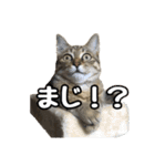 わがままお嬢  ちゃこ（個別スタンプ：17）