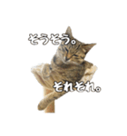 わがままお嬢  ちゃこ（個別スタンプ：19）
