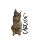 わがままお嬢  ちゃこ（個別スタンプ：21）