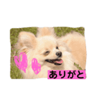 ポメチワのラテちゃん（個別スタンプ：1）