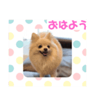 ポメチワのラテちゃん（個別スタンプ：2）