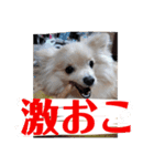 ポメチワのラテちゃん（個別スタンプ：5）
