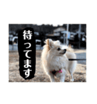 ポメチワのラテちゃん（個別スタンプ：7）