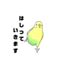 うちのインコ1（個別スタンプ：4）