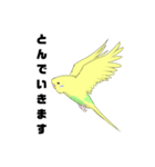 うちのインコ1（個別スタンプ：5）