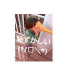 琥＆桜（個別スタンプ：8）