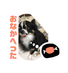 チワワのじんくん（個別スタンプ：1）