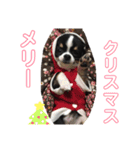 チワワのじんくん（個別スタンプ：5）