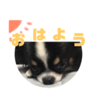 チワワのじんくん（個別スタンプ：6）