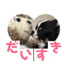 チワワのじんくん（個別スタンプ：7）