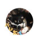 チワワのじんくん（個別スタンプ：12）