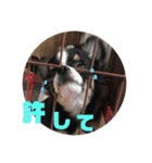 チワワのじんくん（個別スタンプ：15）