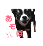 チワワのじんくん（個別スタンプ：16）