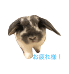 うさぎの源ちゃん（個別スタンプ：1）