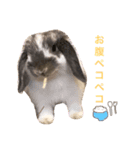 うさぎの源ちゃん（個別スタンプ：3）