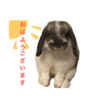 うさぎの源ちゃん（個別スタンプ：6）