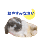 うさぎの源ちゃん（個別スタンプ：7）