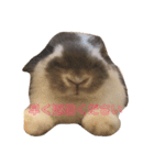 うさぎの源ちゃん（個別スタンプ：8）