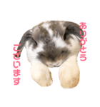 うさぎの源ちゃん（個別スタンプ：9）
