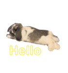 うさぎの源ちゃん（個別スタンプ：11）