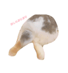 うさぎの源ちゃん（個別スタンプ：12）