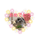 うさぎの源ちゃん（個別スタンプ：13）