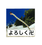 そえじま（個別スタンプ：1）