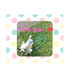 チワワのチコちこちゃんNew（個別スタンプ：4）