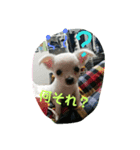 チワワのチコちこちゃんNew（個別スタンプ：6）