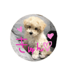 ふわたんLife♡（個別スタンプ：8）