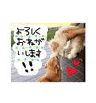 ふわたんLife♡（個別スタンプ：11）