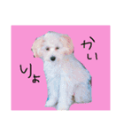 ふわたんLife♡（個別スタンプ：14）
