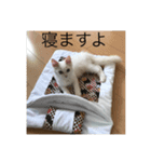 ラグドール さくら（個別スタンプ：2）