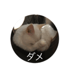 ラグドール さくら（個別スタンプ：6）