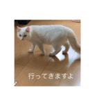 ラグドール さくら（個別スタンプ：7）