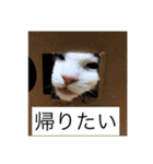 ラグドール さくら（個別スタンプ：9）