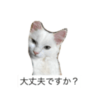 ラグドール さくら（個別スタンプ：11）