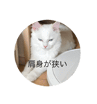 ラグドール さくら（個別スタンプ：15）