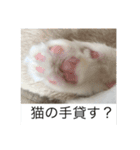 ラグドール さくら（個別スタンプ：17）
