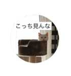 ラグドール さくら（個別スタンプ：19）