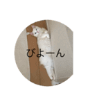 ラグドール さくら（個別スタンプ：20）