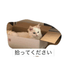 ラグドール さくら（個別スタンプ：21）