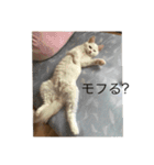 ラグドール さくら（個別スタンプ：22）